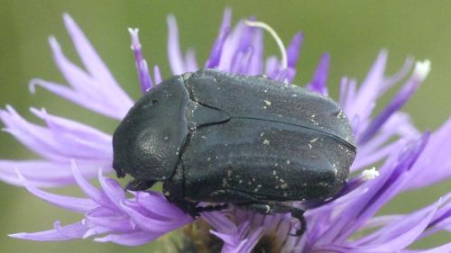Netocia morio